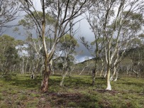 Open woodland near Hanging Mountain, Deua National Park, NSW