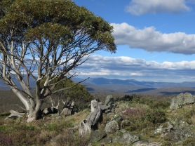 On Mt Nungar, Tantangara area, Kosciuszko National Park, NSW