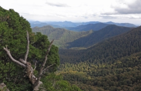View from Careys Peak, Barrington Tops National Park, NSW